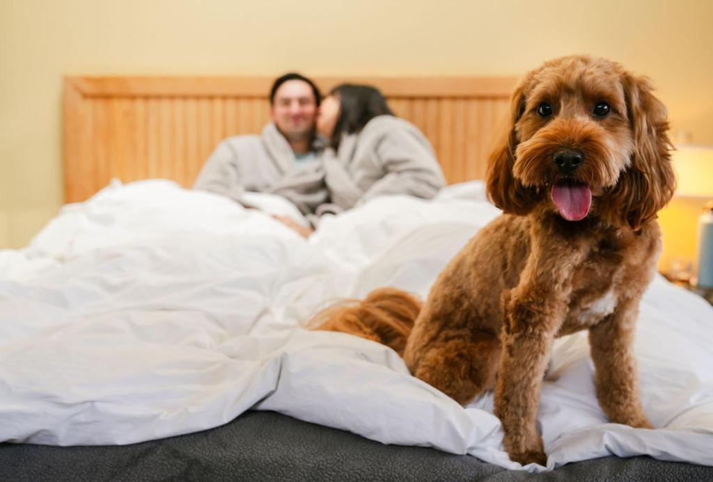 ホテル Costanoa ペスカデロ エクステリア 写真